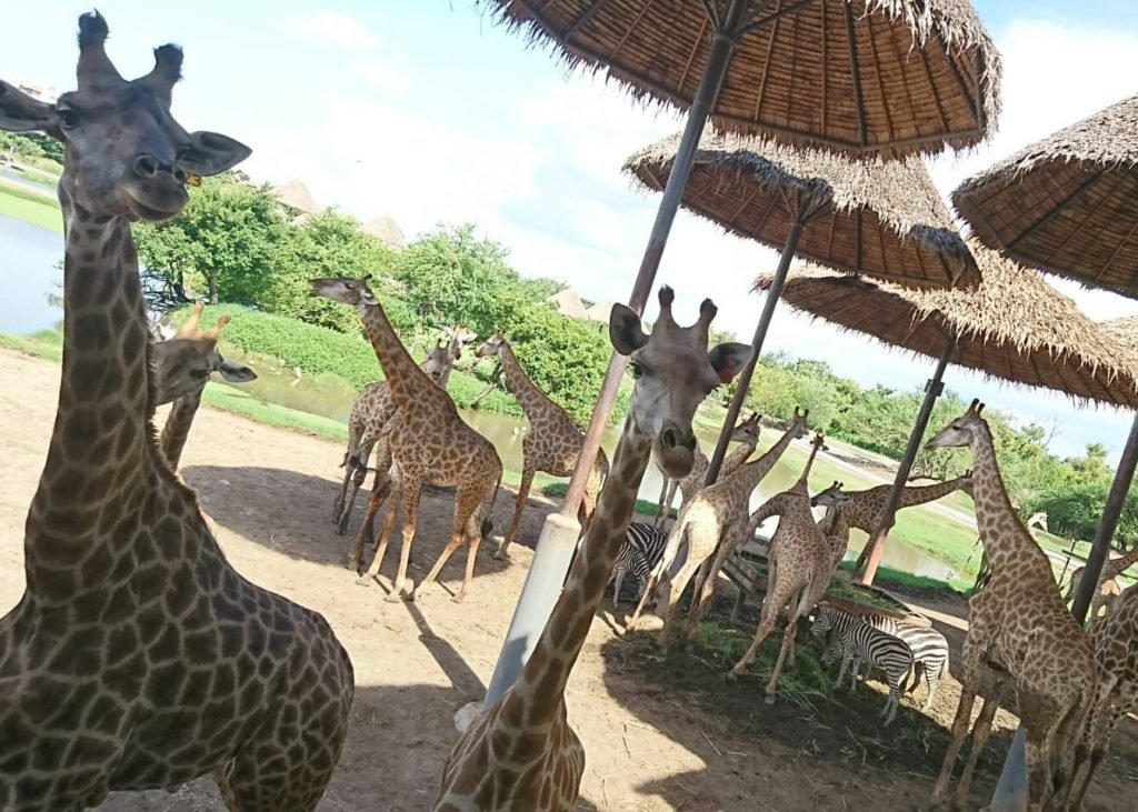 まるでジュラシックパーク?! タイの動物園「サファリワールド」に行ってきた
